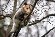 Opossum In Tree