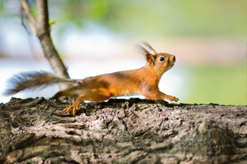 squirrel on a tree in the park