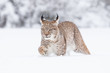 Young Eurasian lynx on snow. Amazing animal, walking freely on snow covered meadow on cold day. Beautiful natural shot in original and natural location. Cute cub yet dangerous and endangered predator.