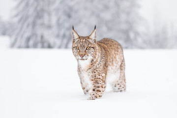 Wall Mural - young eurasian lynx on snow. amazing animal, walking freely on snow covered meadow on cold day. beau