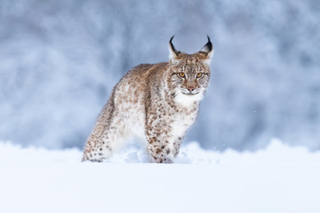 Wall Mural - young eurasian lynx on snow. amazing animal, walking freely on snow covered meadow on cold day. beau