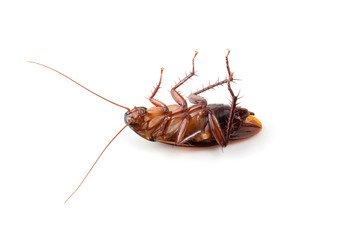 close-up cockroach isolated over a white background