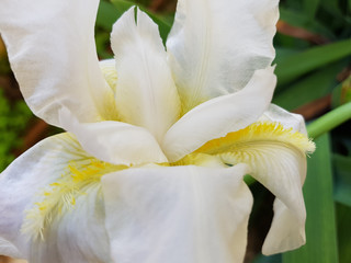 Iris o Giaggiolo