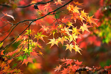 Colorful Japanese Maple Leaves During Momiji Season At Kinkakuji Garden, Kyoto, Japan