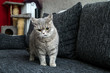 The cute british cat on the sofa, looking a bit sceptical and nervous, as it has crooked mouth. 