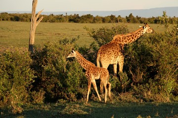 giraffe in africa