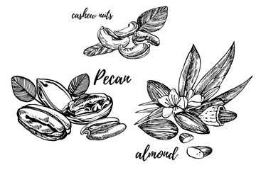 Wall Mural - Almonds, Pecan and cashew nuts sketch illustrations. Vector Hand drawn illustrations isolated on white background.