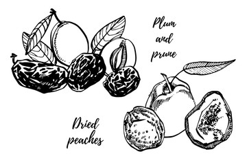 Poster - Dried peaches and Prunes, plums vector hand drawn illustration. Ink sketch of nuts. Hand drawn vector illustration. Isolated on white background.