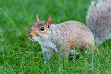 A cute squirrel