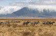 Ngorongoro Crater Safari /zebras 