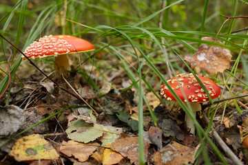 Amanita muscaria, commonly known as the fly agaric or fly amanita, is a mushroom and psychoactive basidiomycete fungus, one of many in the genus Amanita. Space for text