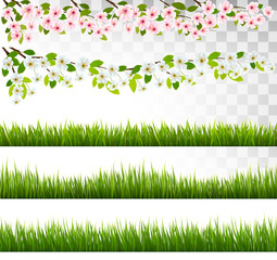 Poster - Several grass and blossom of cherry and sakura borders. Vector.