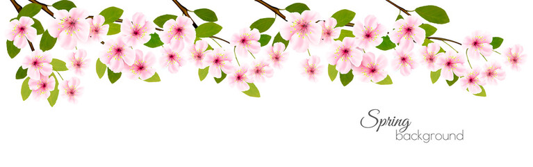 Aufkleber - Spring nature panorama with a pink blooming sakura. Vector.