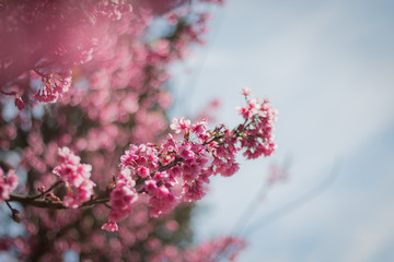 Wall Mural - The cherry tree