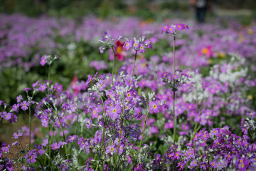 Wall Mural - Various kinds of flowers