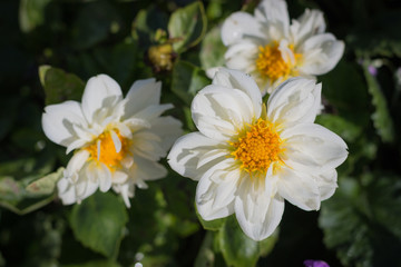 Wall Mural - Various kinds of flowers