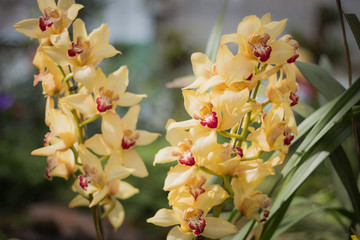 Wall Mural - Yellow  orchid flowers