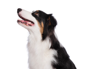 Wall Mural - Close up portrait of cute young Australian Shepherd dog - profile, isolated on white background. Beautiful adult Aussie, looking up away.