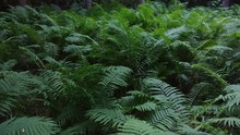 Luxuriant Patch Of Fern Growing On Pretty Forest Floor In Canada