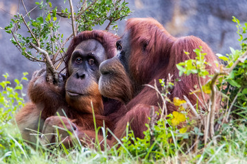 Orangutan family chat