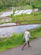 © VEOy.com - Bali. Rice field near of Ubud. Indonesia. Asia
