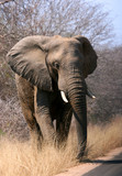 Fototapeta Sawanna - Bull elephant emerging from the bush to cross road