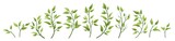 Fototapeta  - Vector designer elements set collection green branch with leaves. Decorative beauty elegant illustration for design leaf in watercolor style.