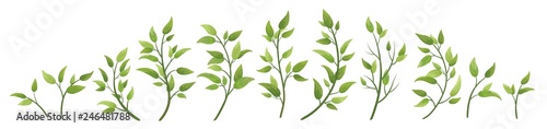 Fotomural Vector designer elements set collection green branch with leaves