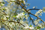 Fototapeta  - Apple blossom flowers in spring, blooming on young tree branch, isolated over blurred blue clear sky