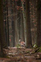 Wall Mural - sika deer, cervus nippon, czech republic