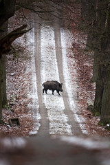 Wall Mural - wild boar, sus scrofa, czech republic
