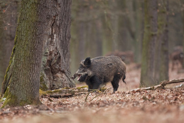 Wall Mural - wild boar, sus scrofa, czech republic