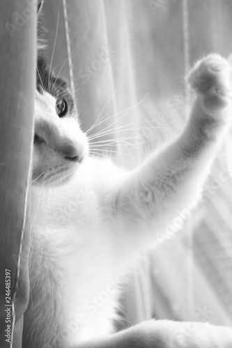 Petit Chat Aux Yeux Verts Regardant Par La Fenetre Buy This Stock Photo And Explore Similar Images At Adobe Stock Adobe Stock