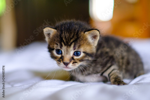 Petit Chaton Noir Tigre Avec Les Yeux Bleu Age De Deux Semaines Assis Stock Photo Adobe Stock Petit Chaton Noir Tigre Avec Les Yeux Bleu Age De Deux Semaines Assis Stock Photo Adobe Stock