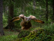 Eurasian eagle-owl (Bubo Bubo) in forest. Eurasian eagle owl landing under the tree. Owl flying in forest.