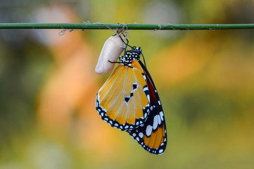 Wall Mural - Amazing moment ,Monarch butterfly emerging from its chrysalis