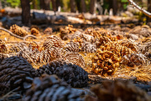 Yosemite National Park Huge Pine Cones