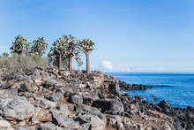 View Of Cacti On South Plaza Island In The Galapagos Of Ecuador