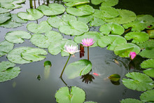 Lotus Pond / Water Lily Or Lotus Flower And Green Leaf Growing Water Pond In The Garden