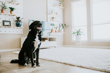 Happy Dog In Living Room Of Modern Home