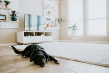 Happy Dog In Living Room Of Modern Home