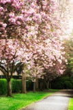 Fototapeta Las - Pink Cherry Trees in Bloom in Park during Spring