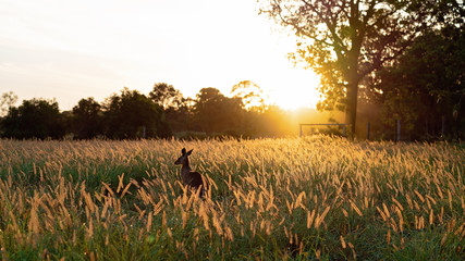 Wall Mural - Australian Kangaroo Sitting In The Glow Of A Sunset On Dusk