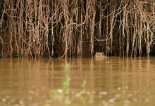 Jaguar Lurking In River, Brazil, South America