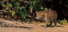Jaguar Walking In Forest