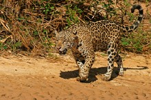 Jaguar (Panthera Onca), Pantanal, Mato Grosso, Brazil, South America