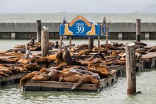California Sea Lions (Zalophus Californianus) On Pontoon, Dock At Pier 39, San Francisco, California, USA, North America