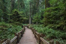 Cathedral Grove, Pacific Rim National Park, Vancouver Island, British Columbia, Canada, North America