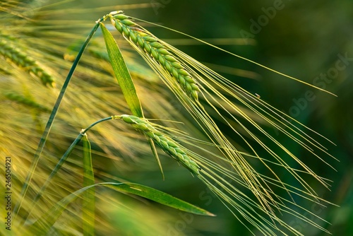 Rye, grain ferry in cornfield, Bavaria, Germany, Europe