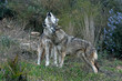 heulende Wölfe (Canis lupus lupus) - Eurasian wolf